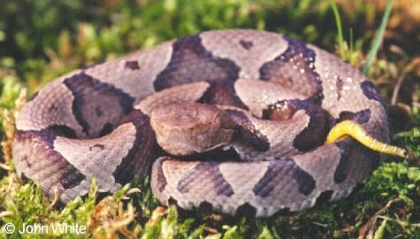 j nc02-Northern Copperhead Snake-juvenile-by John White.jpg