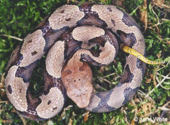 j nc03-Northern Copperhead Snake-juvenile-by John White.jpg