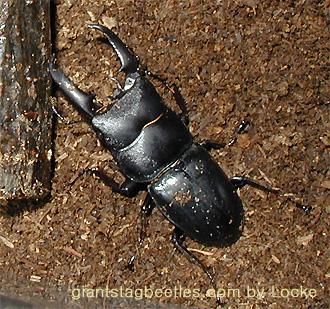 jgb flat55m-Korean Flat Stag Beetle-by Young Il Song.jpg