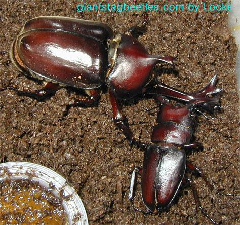 js75 vs saw53 1-Korean Rhinoceros Beetle and Saw Stag Beetle-by Young Il Song.jpg