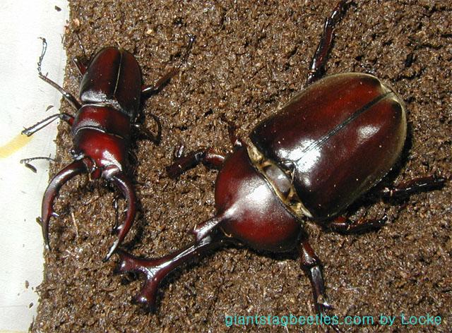 js75 vs saw53 2-Korean Rhinoceros Beetle and Saw Stag Beetle-by Young Il Song.jpg