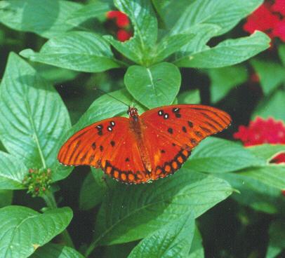 l but1-Gulf Fritillary Butterfly-on gree leaves-by John White.jpg