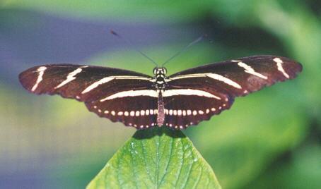l butt2-Zebra Longwing Butterfly-on leaf tip-by John White.jpg