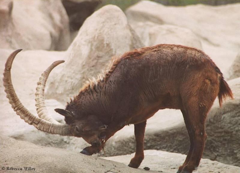 long curved horns   itch-Alpine Ibex-at Brookfield Zoo-by Rebecca Willey.jpg