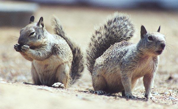 lwf1-California Ground Squirrels-by Gregg Elovich.jpg