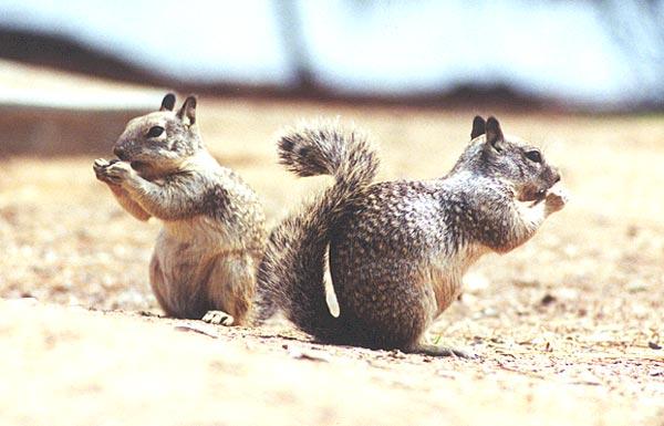 lwf2-California Ground Squirrels-by Gregg Elovich.jpg