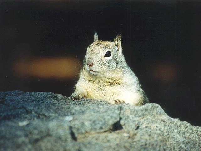lwf22-California Ground Squirrel-by Gregg Elovich.jpg