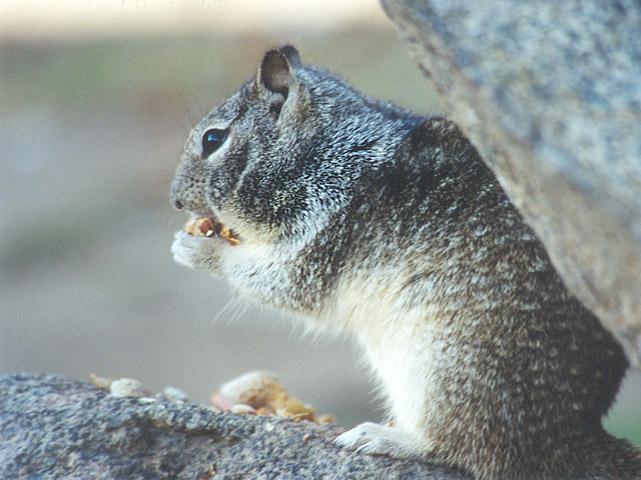 lwf23-California Ground Squirrel-by Gregg Elovich.jpg