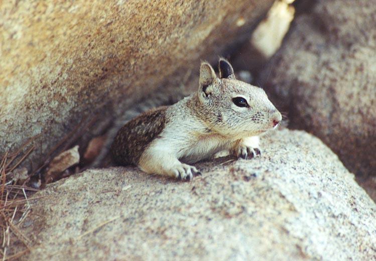 lwf3-California Ground Squirrel-rock crevice-by Gregg Elovich.jpg
