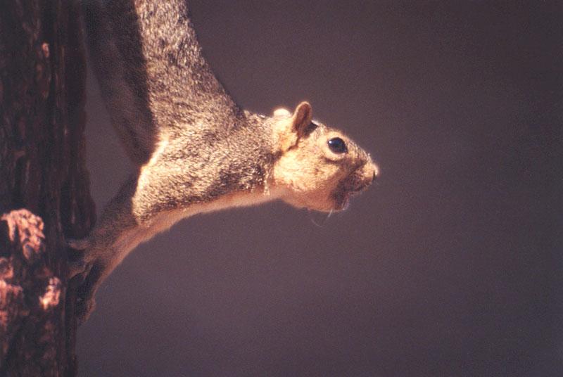 lwf4-Western Gray Squirrel-down tree-by Gregg Elovich.jpg