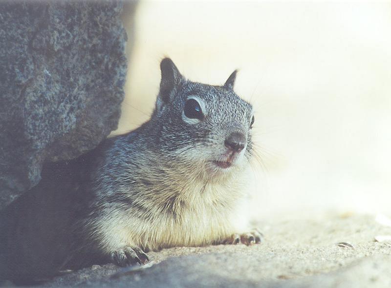 lwf 20010220 2-California Ground Squirrel-by Gregg Elovich.jpg