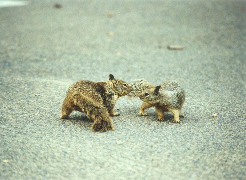 lwf 20010220 3-California Ground Squirrels-by Gregg Elovich.jpg