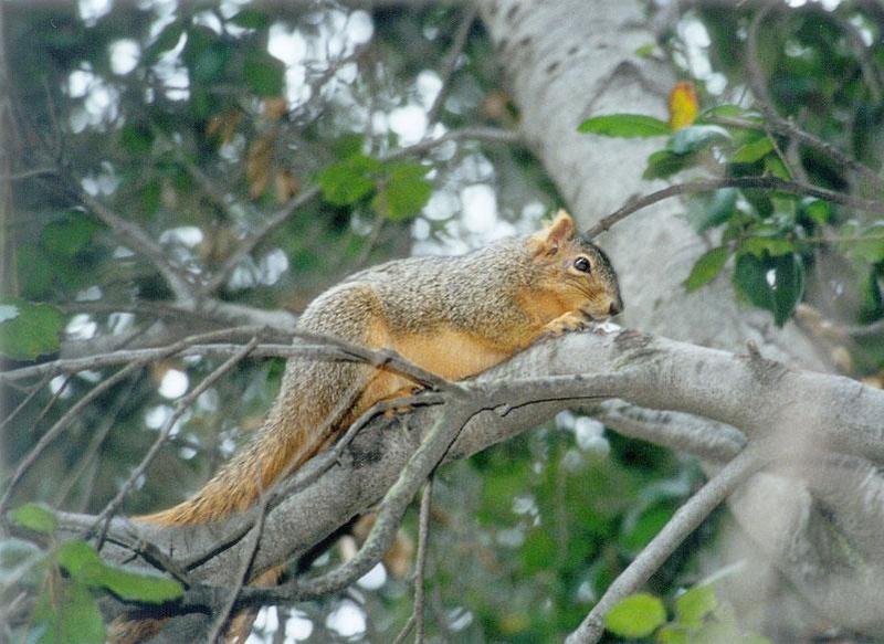 lwf 20010220 4-Fox Squirrel-by Gregg Elovich.jpg