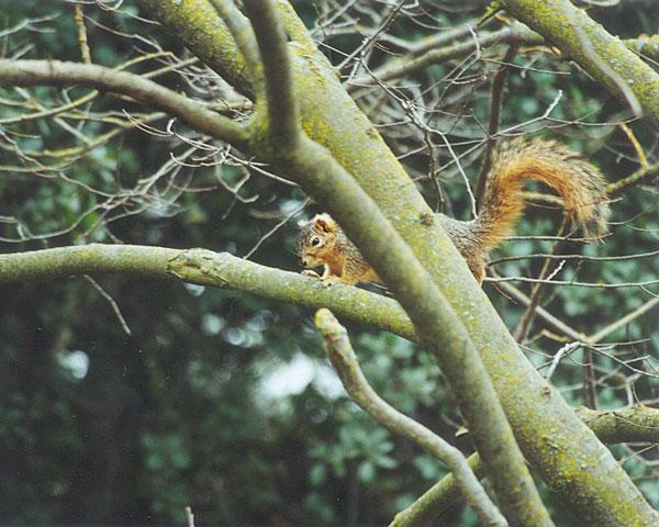 lwf 20010220 5-Fox Squirrel-by Gregg Elovich.jpg