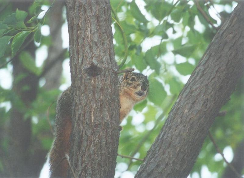 lwf 20010220 6-Fox Squirrel-by Gregg Elovich.jpg