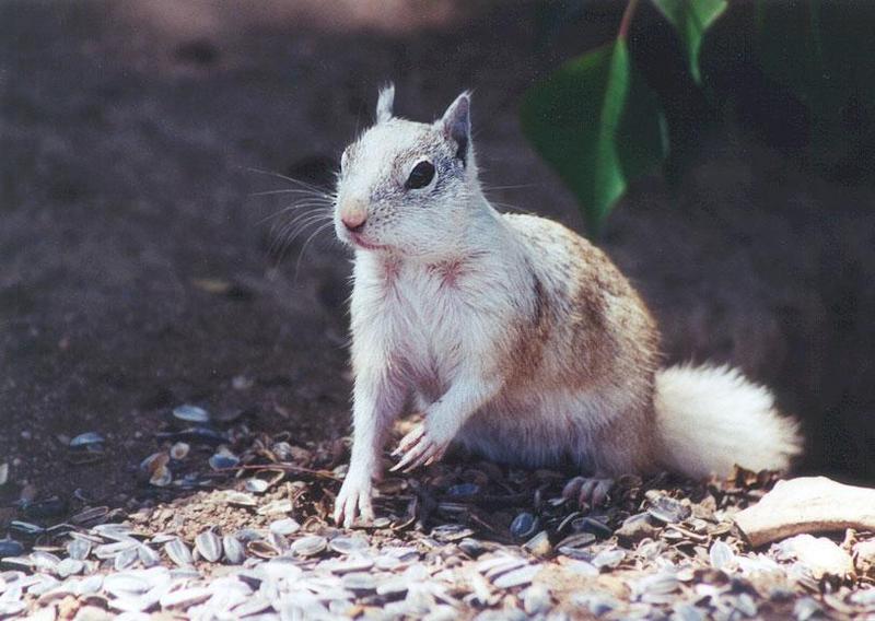 may35-White California Ground Squirrel-by Gregg Elovich.jpg