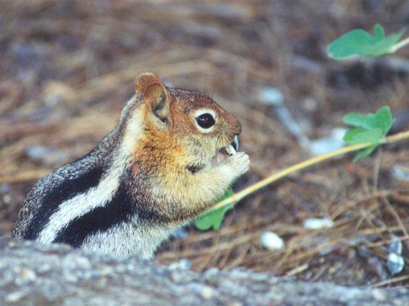 may37-Golden-mantled Ground Squirrel-by Gregg Elovich.jpg