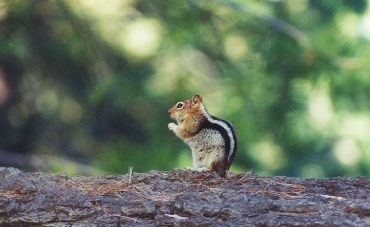 may39-Golden-mantled Ground Squirrel-by Gregg Elovich.jpg