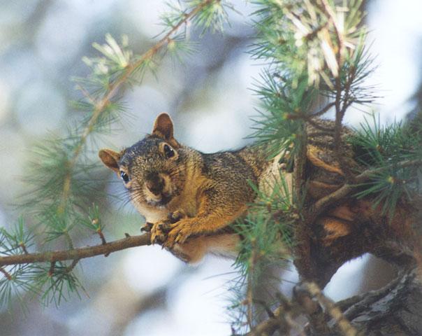 may47-Fox Squirrel-by Gregg Elovich.jpg