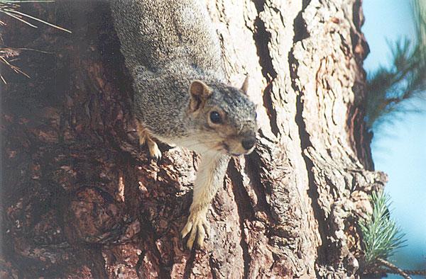 mayskwerl10-Eastern Gray Squirrel-by Gregg Elovich.jpg
