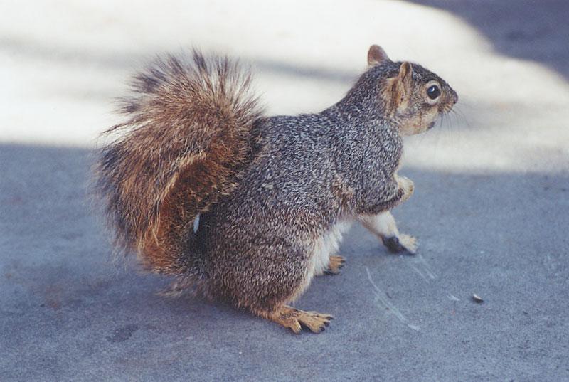 mayskwerl11-Eastern Gray Squirrel-by Gregg Elovich.jpg