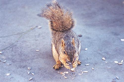 mayskwerl12-Eastern Gray Squirrel-by Gregg Elovich.jpg