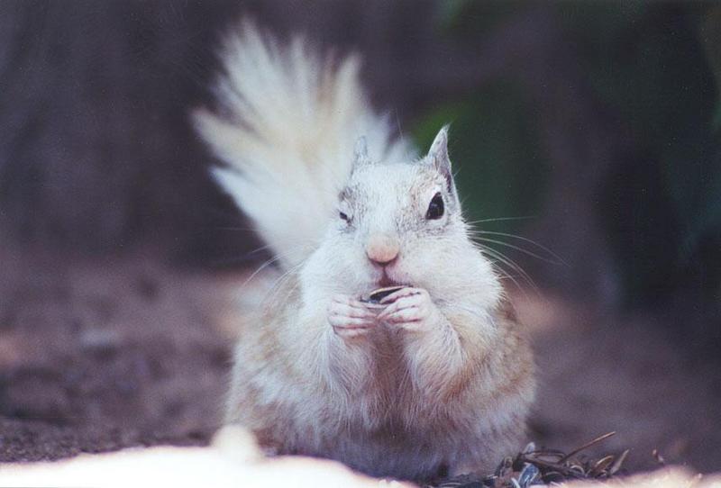 mayskwerl13-California Ground Squirrel-by Gregg Elovich.jpg