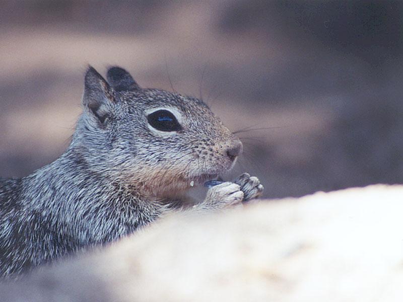 mayskwerl14-California Ground Squirrel-by Gregg Elovich.jpg