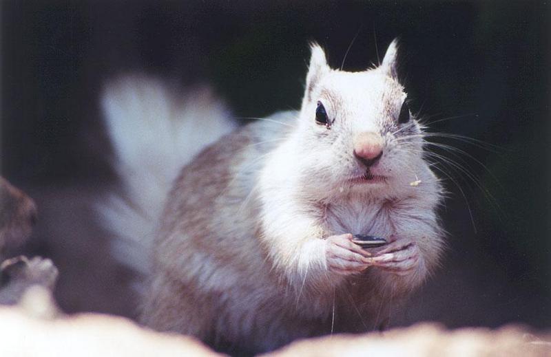 mayskwerl15-California Ground Squirrel-by Gregg Elovich.jpg