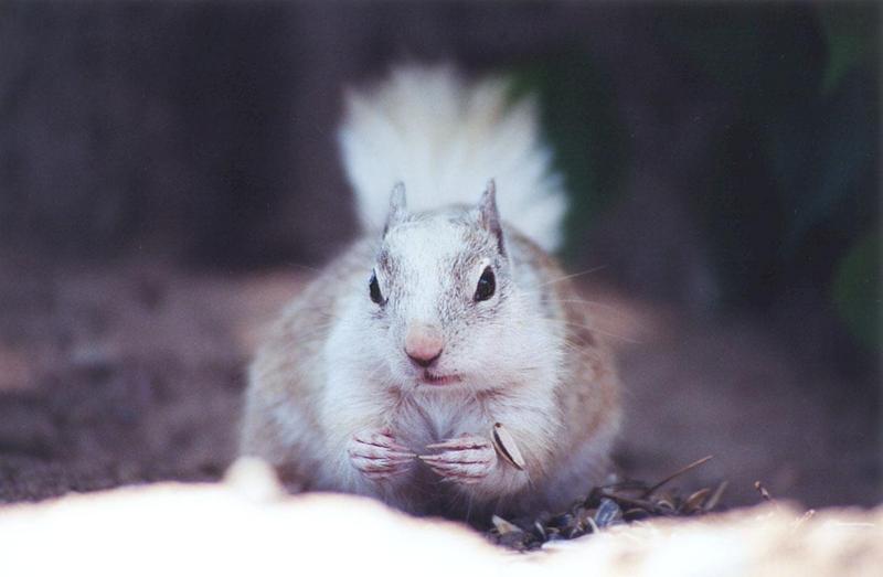 mayskwerl16-California Ground Squirrel-by Gregg Elovich.jpg