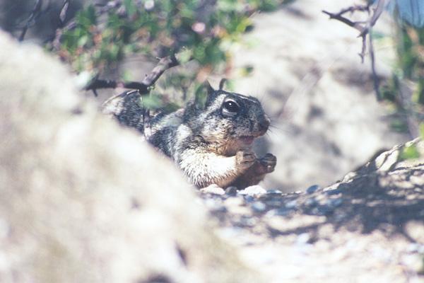 mayskwerl18-California Ground Squirrel-by Gregg Elovich.jpg