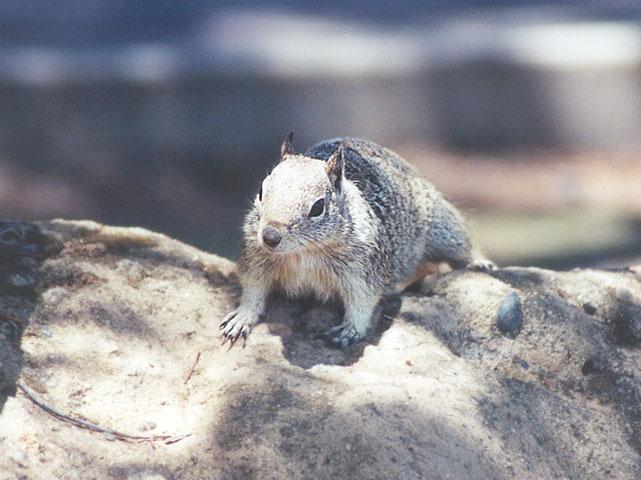 mayskwerl20-California Ground Squirrel-by Gregg Elovich.jpg