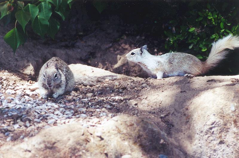 mayskwerl21-California Ground Squirrel-by Gregg Elovich.jpg