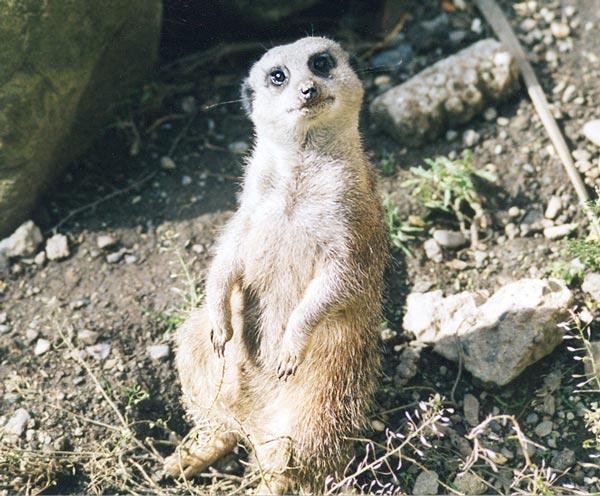 mcat-Meerkat-closeup-by Gregg Elovich.jpg