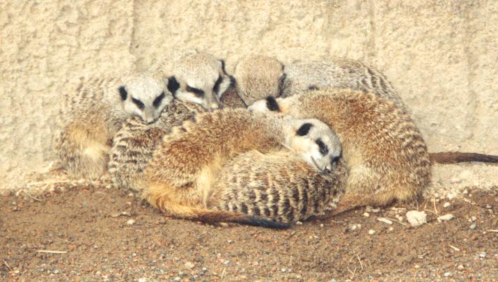 meerkats sleeping-by Denise McQuillen.jpg