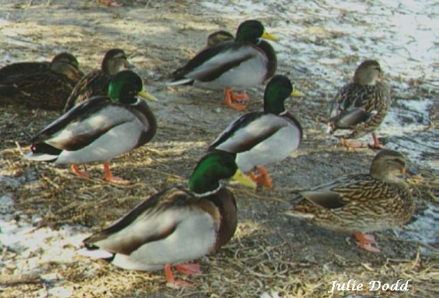 mfmallard ducks-flock on ground-by Julie Dodd.jpg