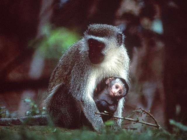 monkeys1 mom n baby-by Linda Bucklin.jpg