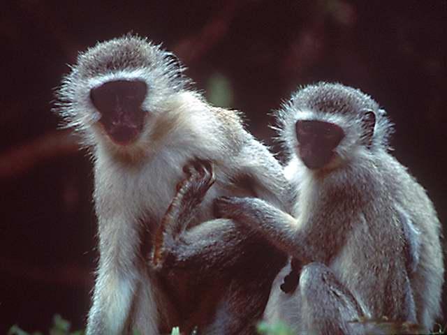 monkeys2-by Linda Bucklin.jpg
