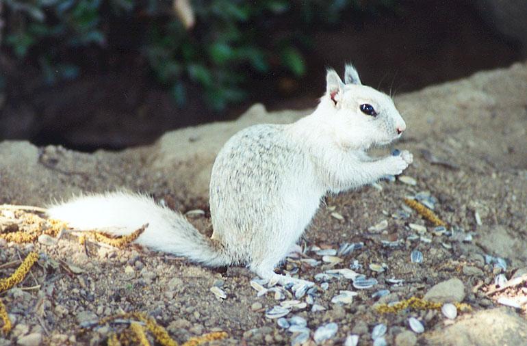 new-White California Ground Squirrel-by Gregg Elovich.jpg