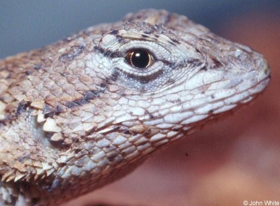 nfence9-Northern Fence Lizard-face closeup-by John White.jpg