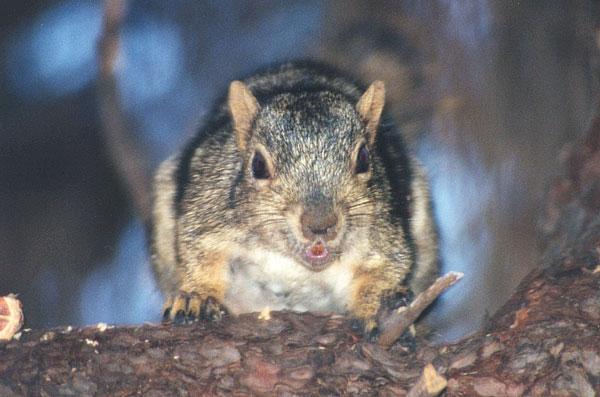 nov99c-Western Gray Squirrel-by Gregg Elovich.jpg