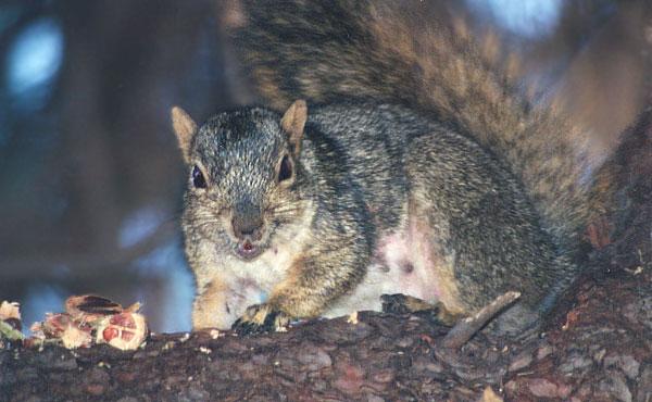 nov99d-Western Gray Squirrel-by Gregg Elovich.jpg