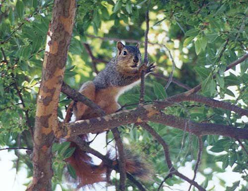 nov99f-Western Gray Squirrel-by Gregg Elovich.jpg