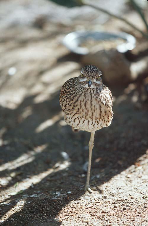 oneleg 2-Thick-Knee or Stone Curlew-by Shirley Curtis.jpg