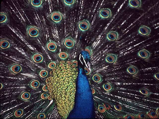 peacock-by Linda Bucklin.jpg