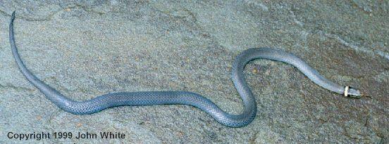 r neck01-Northern Ringneck Snake-by John White.jpg