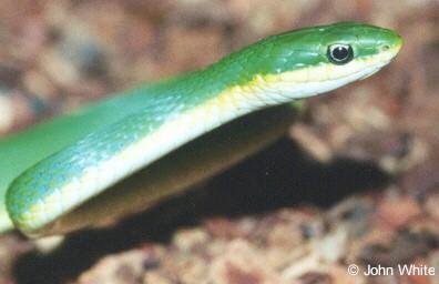 rgreen1-Rough Green Snake-closeup-by John White.jpg