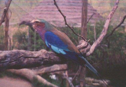 roller01-Lilac-breasted Roller-on log-by Dan Cowell.jpg