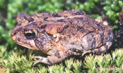 s toad01-Southern Toad-Bufo terrestris-by John White.jpg