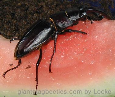 saw53 eating an watermelon 1-Korean Saw Stag Beetle-by Young Il Song.jpg